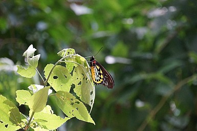 Australia-2012_25.jpg: 950x631, 122k (2012-11-11, 08:04)